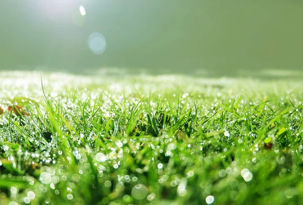 Belle Lumière Soleil Matin Avec Rosée Sur Herbe Verte Brillant — Photo