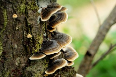 Bracket fungus mushrooms on the tree, Selective focus clipart