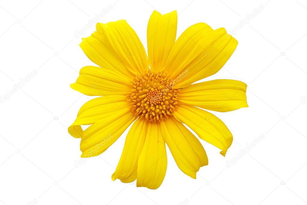 Yellow flower Mexican sunflower calendula Bua Tong isolated on white background