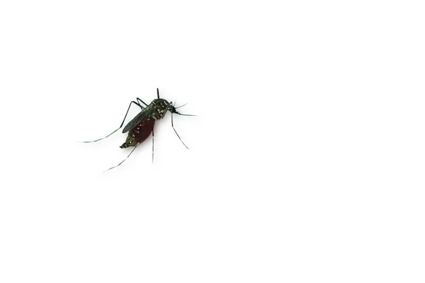 Primer Plano Mosquito Aislado Sobre Fondo Blanco Con Espacio Para — Foto de Stock