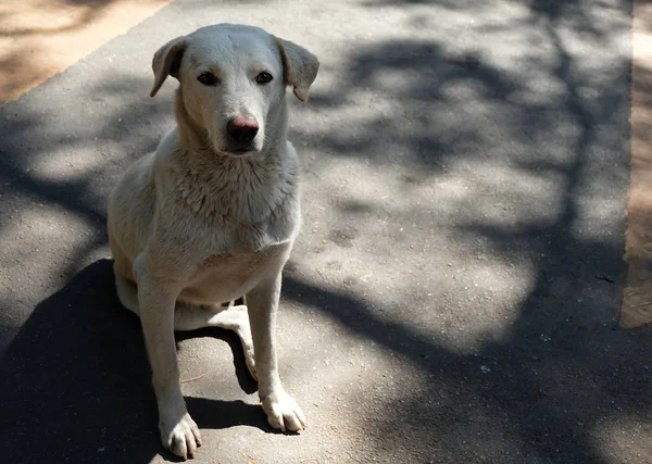 White Stray Dog Homeless Dog Sitting Staring Food People Eat — ストック写真