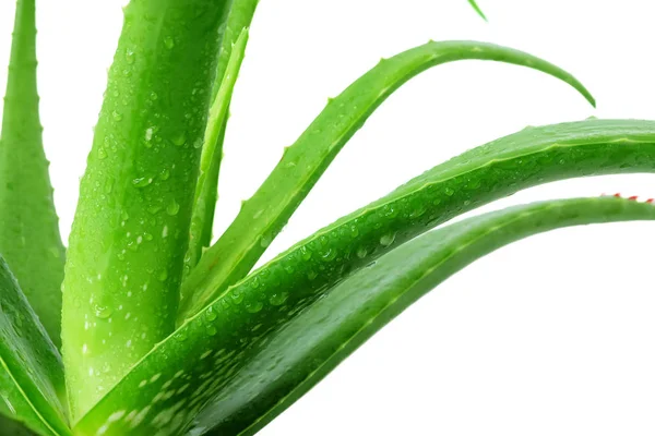 Bližší Údaje Čerstvých Rostlinách Aloe Vera Kapkami Vody Zelených Listech — Stock fotografie
