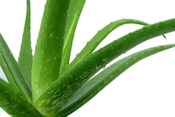 Lebih Dekat Dengan Rincian Segar Aloe Vera Tanaman Dengan Tetesan — Stok Foto