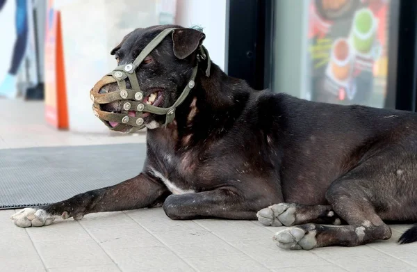 激しい黒い犬は銃口を身に着けている 犬の狂犬病に注意してください — ストック写真