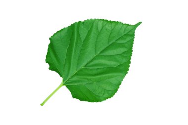 Taze yeşil dut yaprakları beyaz bir arka plan üzerinde izole