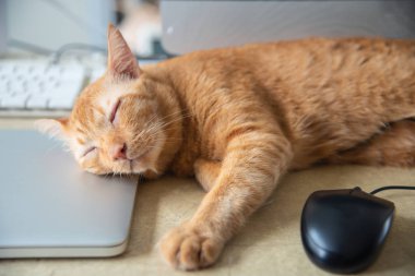 Sarı kedi bir dizüstü bilgisayar üzerinde çalışma masası üzerinde uyku