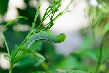Yeşil yaprakları ile Caterpillar Büyük yeşil solucan