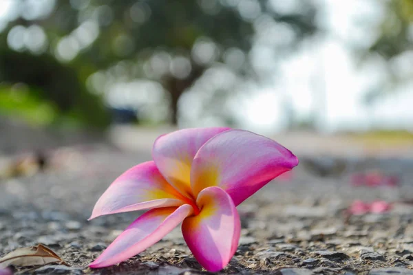 plumeria frangipani pink flower on the floor background bokeh