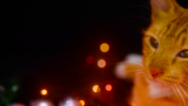 圣诞舞会和灯光闪烁的画面与猫演奏 圣诞系列 — 图库视频影像
