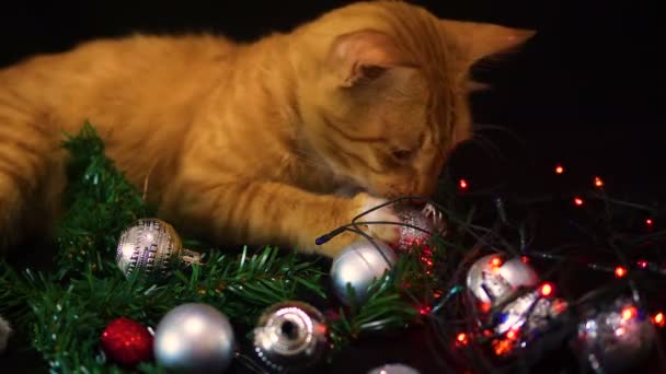 Chirstmas Ball Lamp Twinkling Footage Cat Playing Christmas Collection — Stock Video