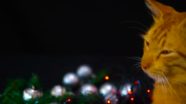 Chirstmas Ball Lamp Twinkling Footage Cat Playing Christmas Collection — Stock Video