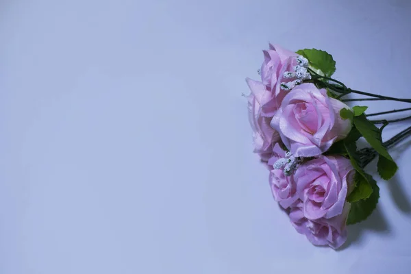 Floare Roz Fotografia Fundal Alb Colecția Valentine Day — Fotografie, imagine de stoc
