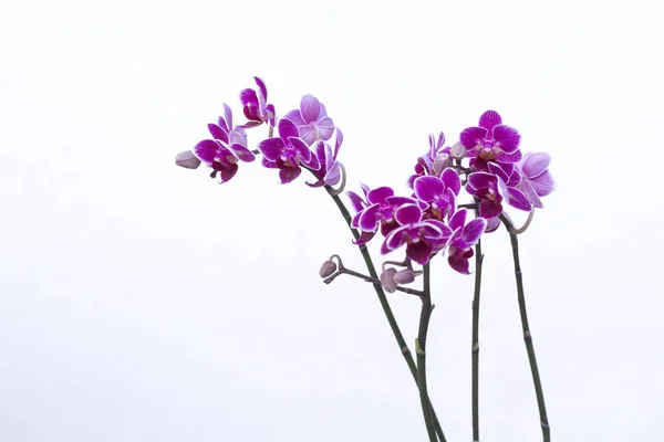 Orquideas Rosas Blancas Con Base Blanca — Foto de Stock