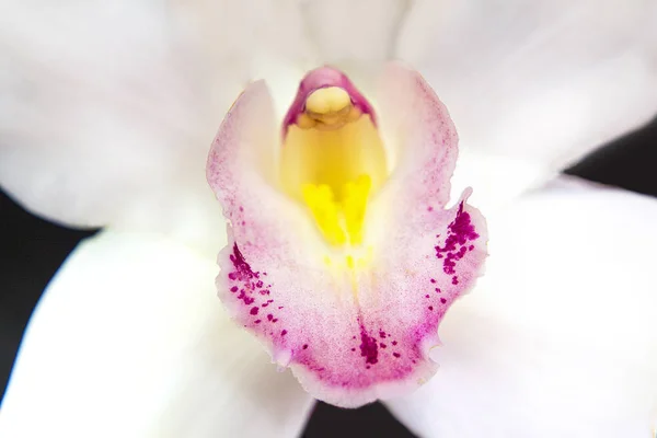 Detalhe Uma Orquídea Branca — Fotografia de Stock
