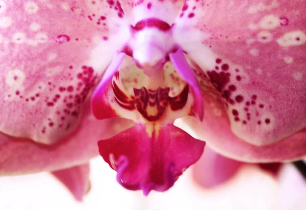 Makro Fotografia Kwiat Orchidei — Zdjęcie stockowe