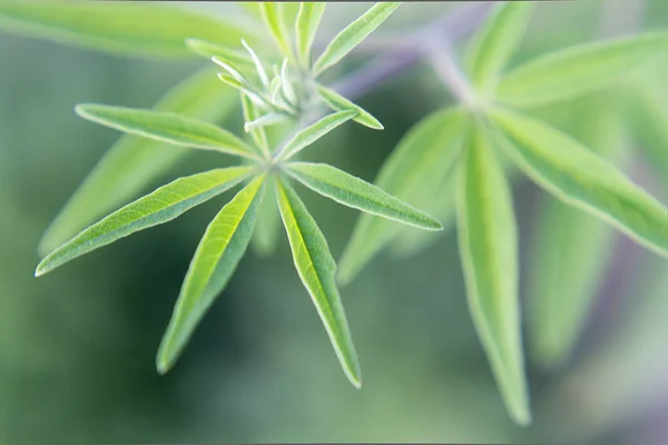 Vitex Agnus Castus Green Plant Mediterraneo Macro Photography Stock Photo