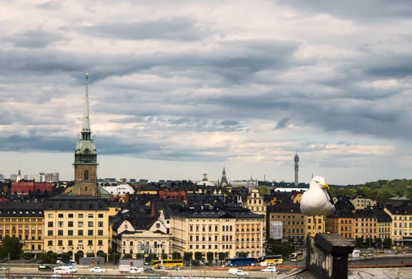 Büyük Kara sırtlı martı martı ve Stockholm şehir manzarası. Gamla Stan. Uçan kuş. Açılış martı. Stokholm, şehir manzarası