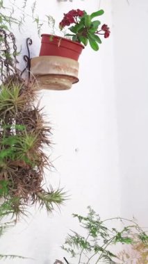 Saksı Bitkileri ve Çiçekleri olan Bahçe Duvarı 'nın dikey videosu, Uzay Arkaplanını Kopyala. Metin kaplaması, dekoratif, botanik, doğal ve estetik için mükemmel bir arkaplan.