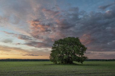 Gün batımında yalnız ağaç alanında