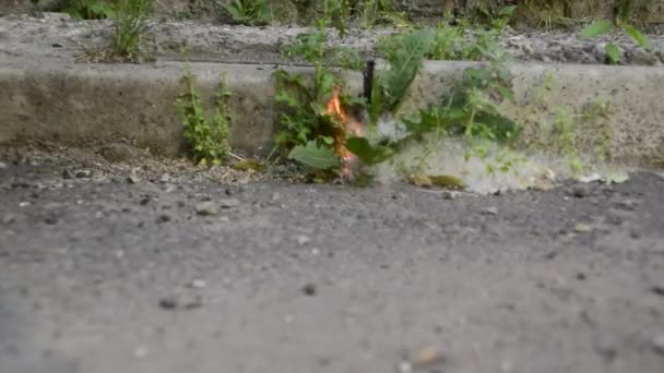 Burning Poplar Fluff Asphalt — Stock Video