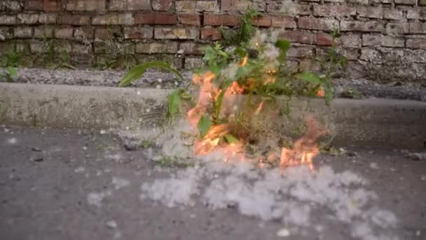 Brennender Pappelflaum Auf Dem Asphalt — Stockvideo