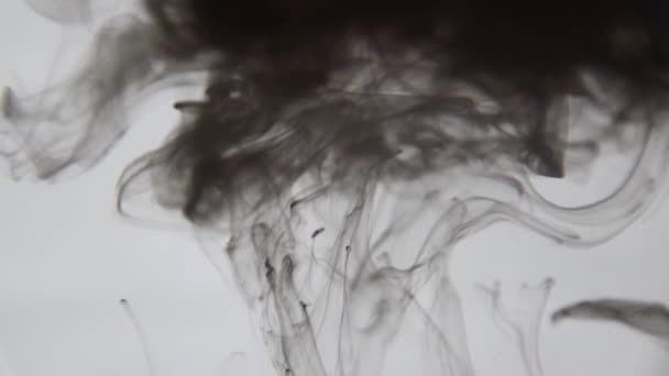 Encre Noire Dans Eau Peinture Noire Colorée Tombe Haut Mélangeant — Video