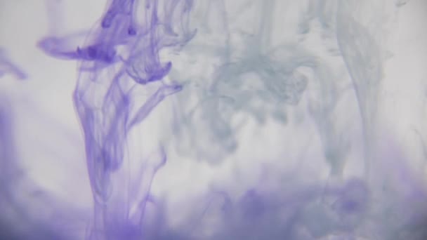 Inchiostro Viola Acqua Vernice Viola Variopinta Scende Dall Alto Mescolandosi — Video Stock