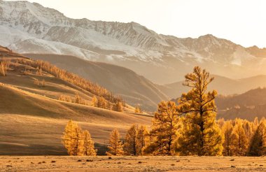Gün batımında güzel bir vadi manzarası. Altai dağları, Rusya 'nın her yerinde inanılmaz altın renkleri var. 2019 Sonbaharı