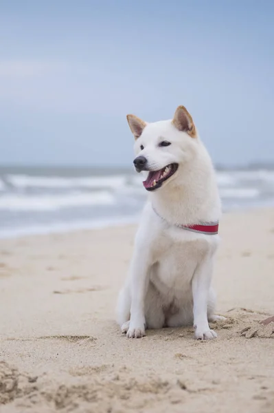 Blanco Shiba Inu en la playa — Foto de Stock