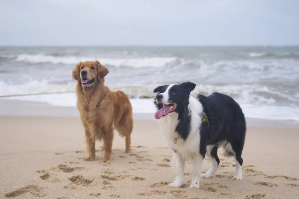 Golden Retriever y Collie jugando en la playa — Foto de Stock