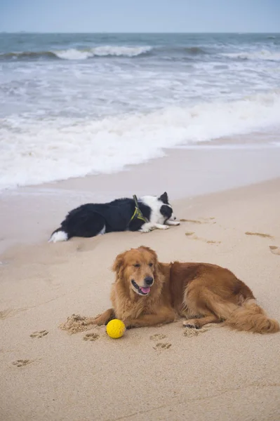 Golden Retriever i pasterz pies squat na plaży nad morzem — Zdjęcie stockowe