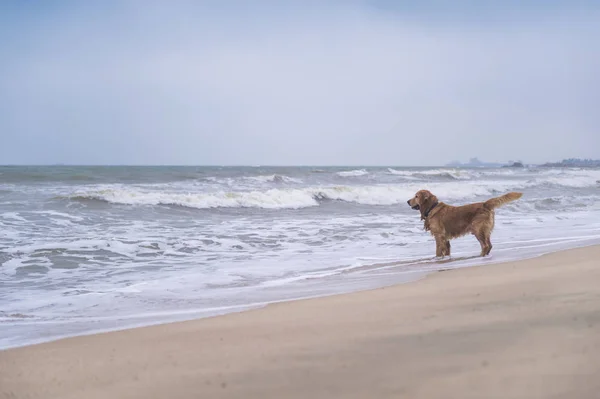 在海滩上玩的黄金回收游戏 — 图库照片