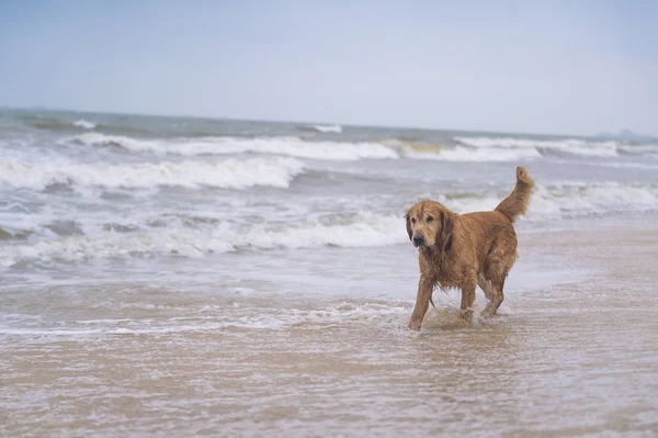 Golden Retriever playing on the beach — Stock Photo, Image