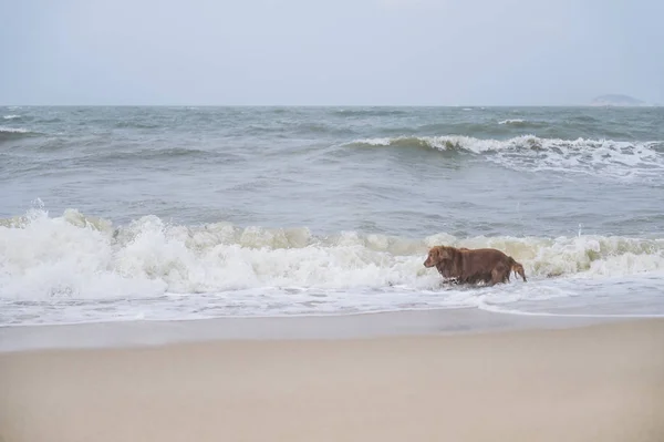 Golden Retriever παίζει στην παραλία — Φωτογραφία Αρχείου