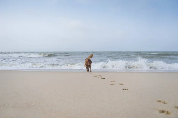 Golden Retriever παίζει στην παραλία — Φωτογραφία Αρχείου