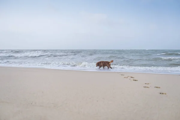 Golden Retriever παίζει στην παραλία — Φωτογραφία Αρχείου