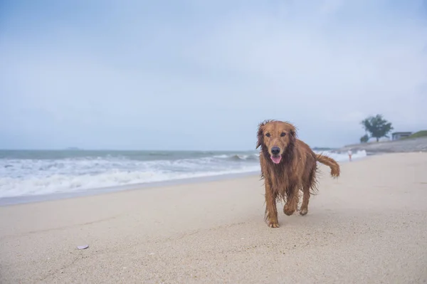 Golden Retriever che gioca sulla spiaggia — Foto Stock