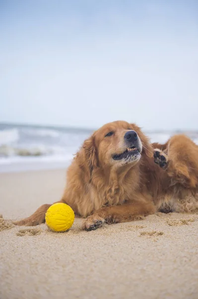 Golden Retriever cane accovacciato sulla spiaggia in riva al mare — Foto Stock