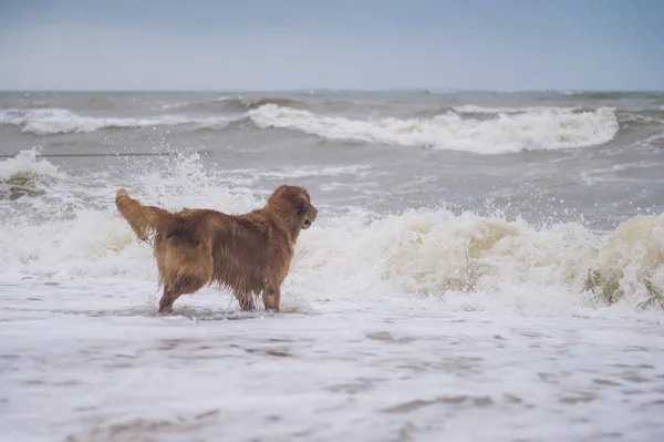 Golden Retriever παίζει στην παραλία — Φωτογραφία Αρχείου