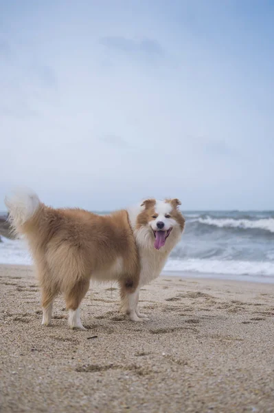 Pastor perro jugando en la playa — Foto de Stock