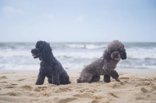 Poodle spela på stranden — Stockfoto