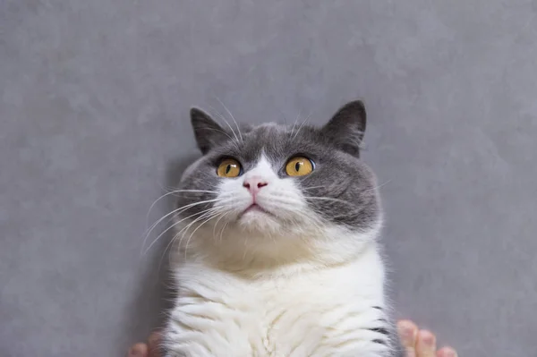 stock image Cute british shorthair, indoor shot