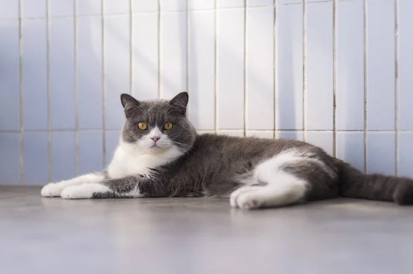 Britânico Gato Shorthair Deitado Chão — Fotografia de Stock