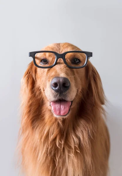 Cute Golden Retriever Wearing Glasses — Stock Photo, Image