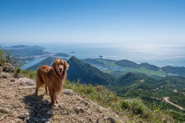 Golden Retriever Olha Para Topo Montanha — Fotografia de Stock