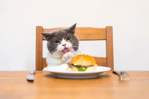 Britânico Gato Shorthair Olhando Para Hambúrguer Mesa — Fotografia de Stock