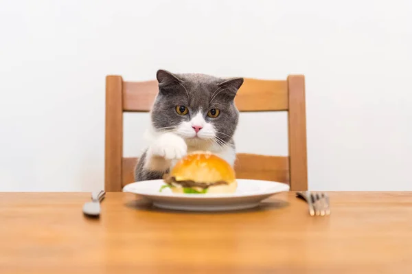 Britânico Gato Shorthair Olhando Para Hambúrguer Mesa — Fotografia de Stock