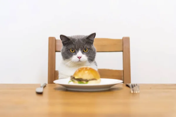 Britânico Gato Shorthair Olhando Para Hambúrguer Mesa — Fotografia de Stock