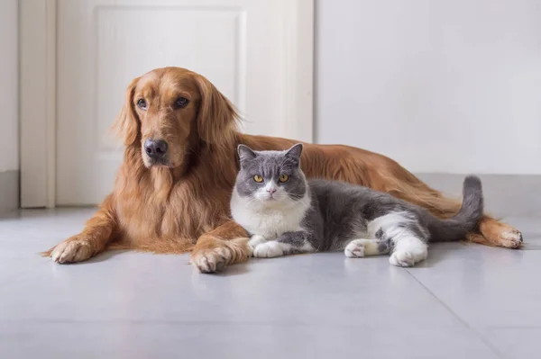 Britânico Shorthair Golden Retriever Amigável — Fotografia de Stock