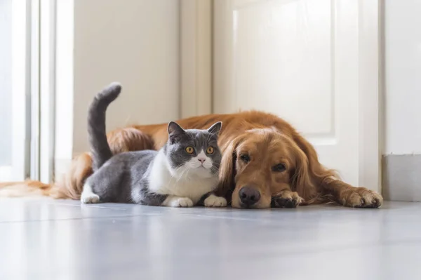 Brittisk Stenografier Och Golden Retriever Vänlig — Stockfoto